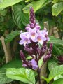 Acanthe mauve - Phlogacanthus turgidus